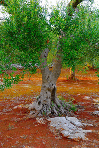 意大利南部阿普利亚地区 Salento 的古橄榄树