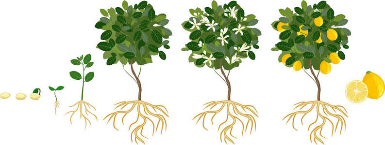 柠檬树的生命周期。从种子和发芽到成年植株的生长阶段