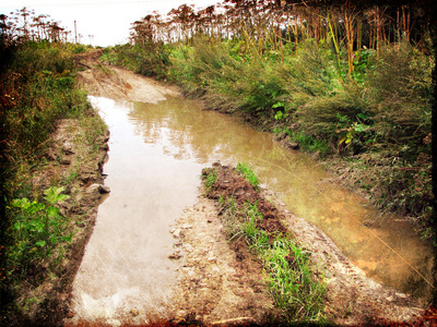 与野草丛生的老土路.大泥泞水坑照片