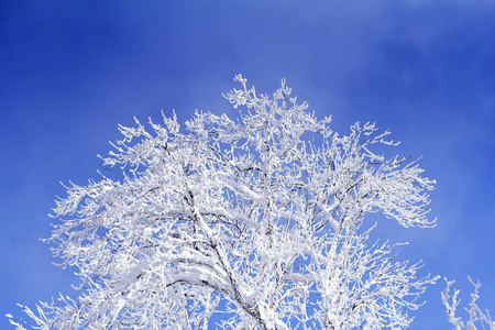 绿树成荫, 天空中布满白雪的树枝