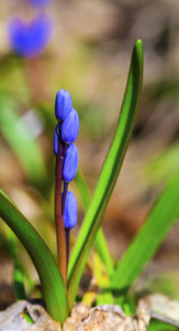 美丽的蓝色 squill 特写