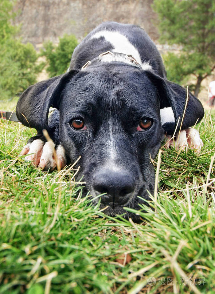 英式指针的广角拍摄在温暖的夏日里, 狗躺在草地上