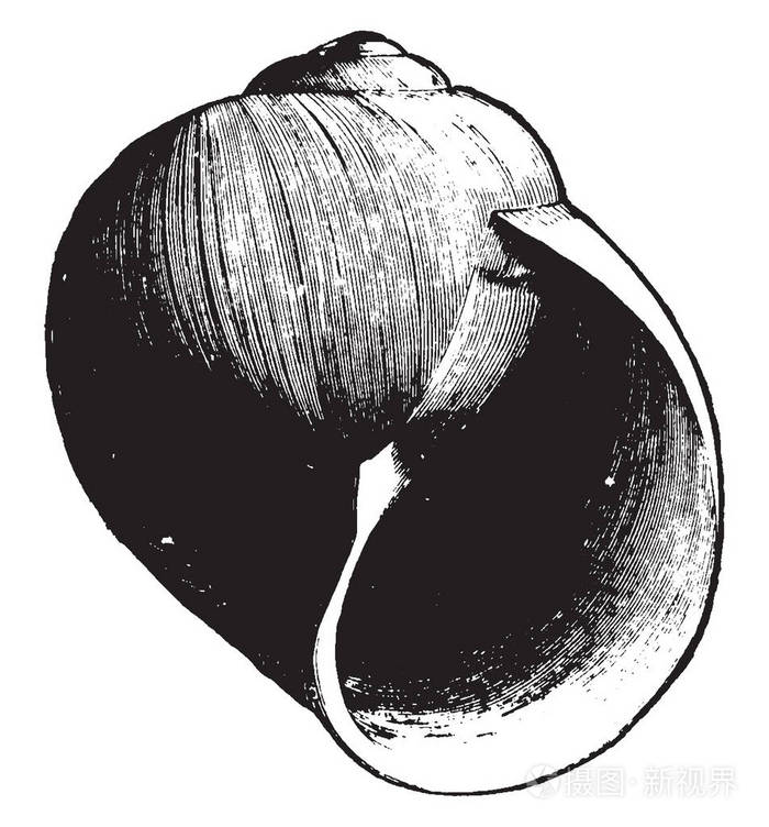 海蜗牛是通常生活在盐水, 复古线画或雕刻插图蜗牛的常见名称