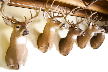 死鹿鹿元首照片