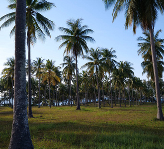 蓝天上的棕榈树背景。晴朗的热带夏日假期概念