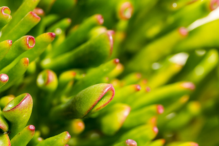 肉质植物燕子掌咕或小号玉仙人掌图片