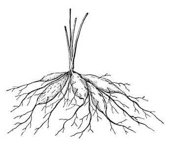 根茎植物简笔画图片