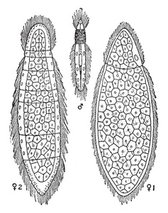 罗帕拉盖尔迪伊平虫, 左边和右边的蠕虫是雌性, 中间是完全长大的男性, 复古线条绘画或雕刻插图