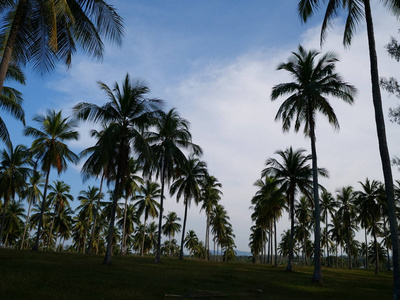 蓝天上的棕榈树背景。晴朗的热带夏日假期概念