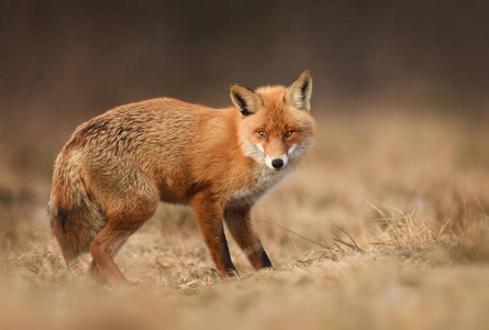 狐狸在自然栖息地的特写视图