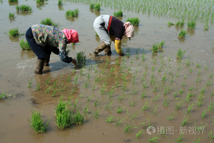 在中国农村水稻插秧