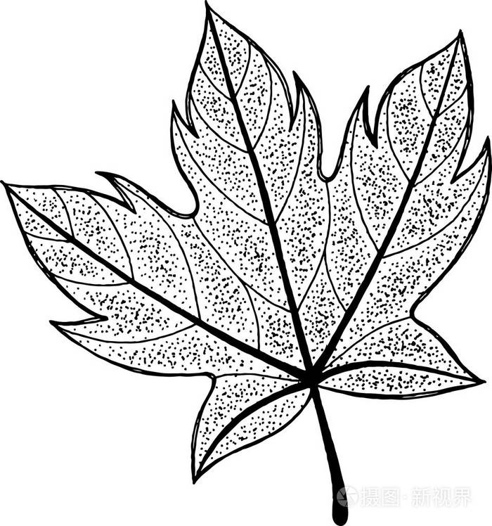 枫叶墨图形绘制植物学作品向量例证