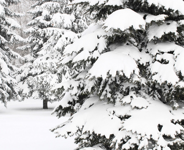 冬季风景与雪覆盖的树木