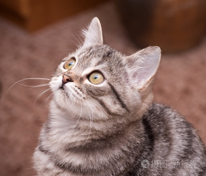 美丽的苏格兰青年猫照片-正版商用图片07upqp-摄图新视界