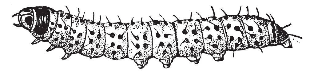 豹蛾的毛毛虫是白色的黑色光泽斑点, 复古线画或雕刻插图照片
