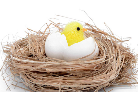 从蛋中孵出的小鸡窝照片