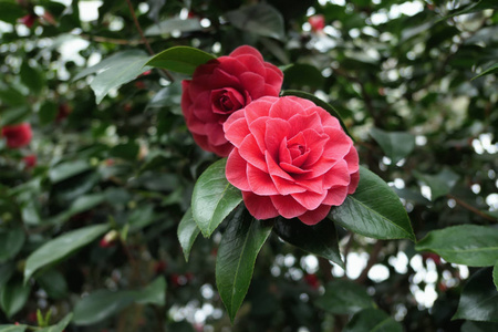盛开的灌木 flowerheads 的粉红色红山茶