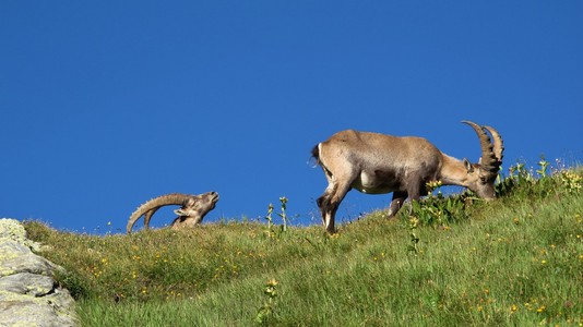 在瑞士的阿尔卑斯山的草地上的两个高山 ibex