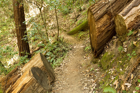 红杉林中的空徒步小径