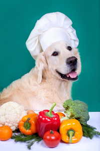 猎犬狗烹饪