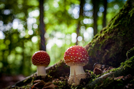 与苔藓, 山毛榉坚果和绿色青苔之间的一棵大橡树的根之间的危险蘑菇。秋季现场大气阳光下真菌蘑菇的光照