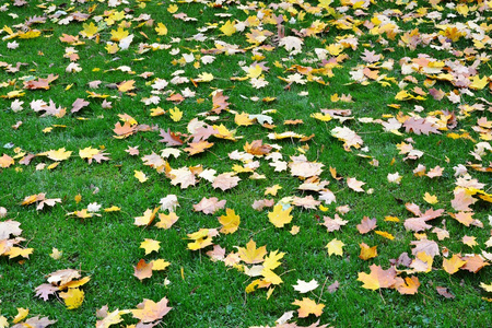 秋天的树叶