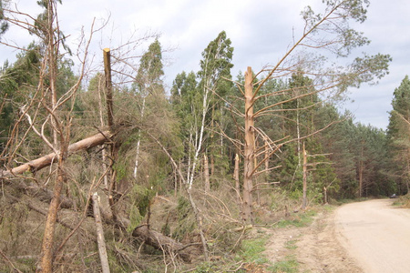 俄罗斯, 雅罗斯拉夫尔地区, Pereslavl 区, Talitsy 村, Leskhoznaya 街, 1.Pereslav