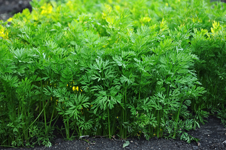 年轻的叶子图片-年轻的叶子素材-年轻的叶子插画-摄图新视界