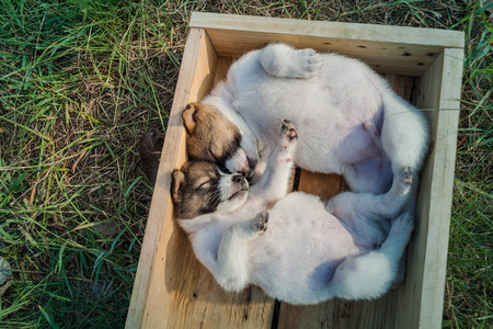 泰国 Bangkaew 狗幼犬在草地上的木盒子里