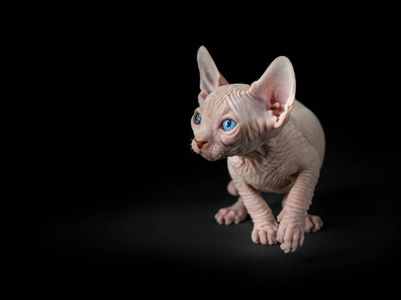 Sphynx 猫与小猫