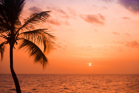 在日落的热带海滩棕榈树剪影。橘黄色的夕阳