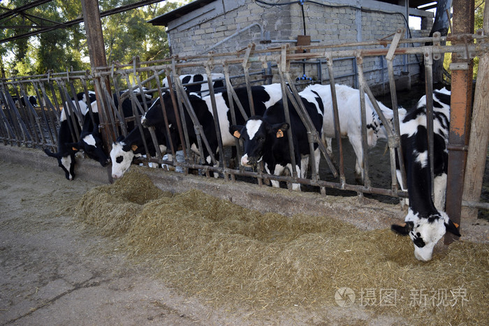 cattleshed的奶牛
