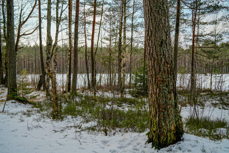 冬季乡村风光雪和树干冷