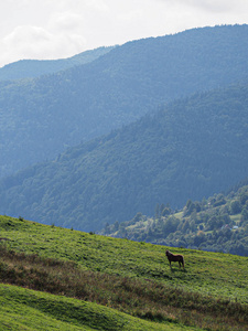 绿山村在绿色森林