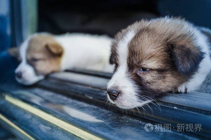 泰国bangkaew 狗幼犬睡在车上照片 正版商用图片07v7ec 摄图新视界 泰国bangkaew 狗幼犬睡在车上照片 正版商用图片07v7ec 摄图新视界