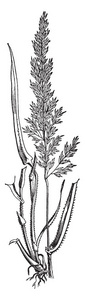 这是一棵软草。茎是圆的, 长的。刀刃锋利, 尖长叶片的两侧像一个棘手的, 复古线条画或雕刻插图