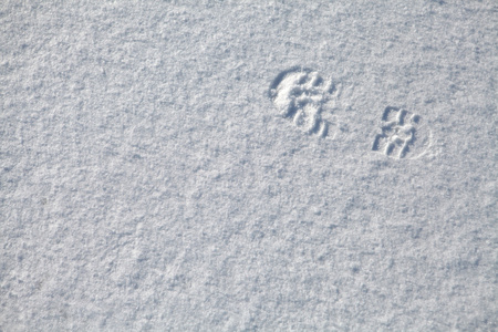 雪中的足迹