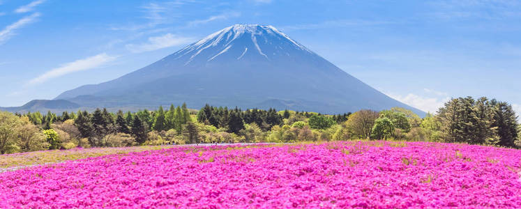 秋季粉红花卉与富士山的田野