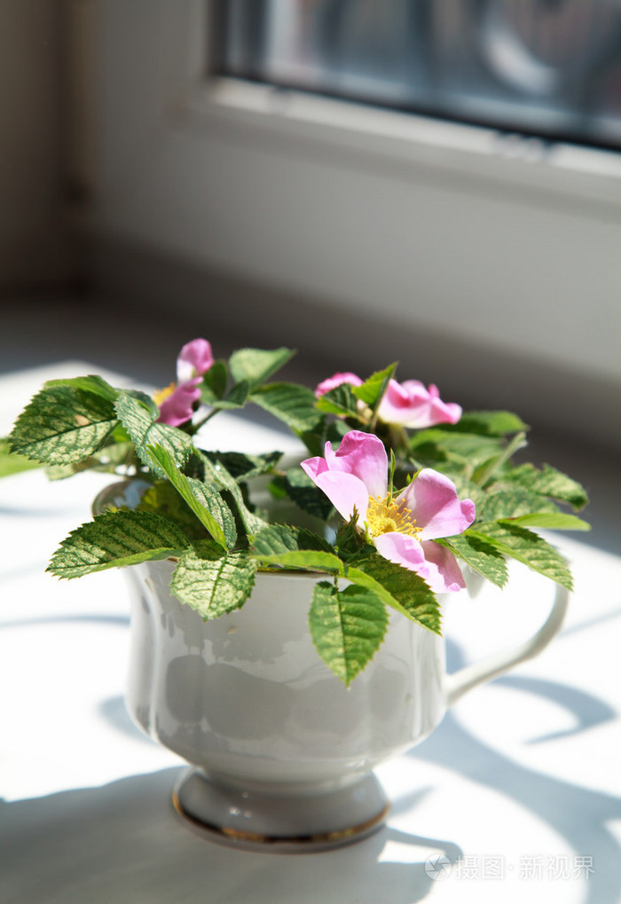 粉红色花朵盛开在窗台上机智上一个白色杯 dogrose
