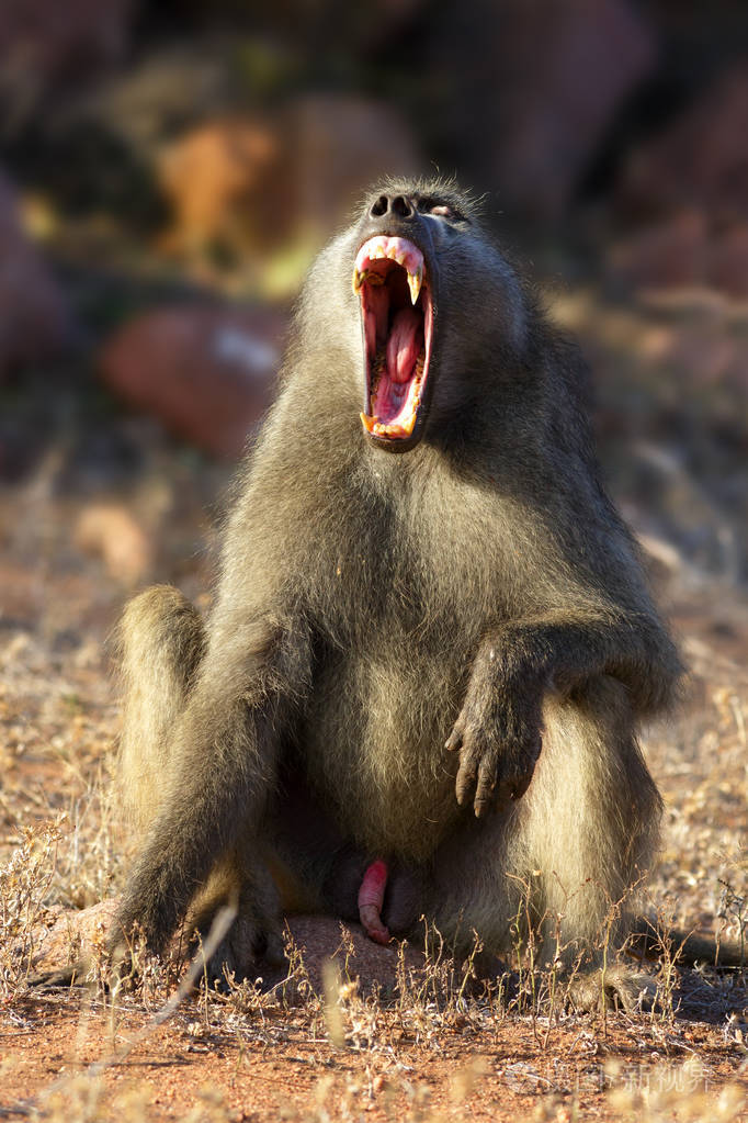 阿尔法公狒狒在清晨的清晨阳光下打呵欠, 克鲁格公园.papio ursinus照