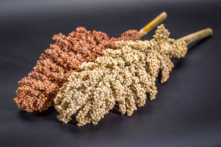 高粱种子成熟的白色和红色高粱种子簇照片