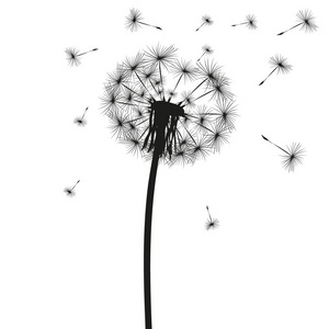 飞行吹蒲公英芽黑白色室外装饰蒲公英花矢量画集.