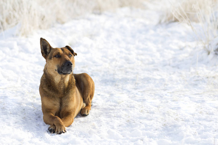 黄狗宠物在户外白雪中的特写图片