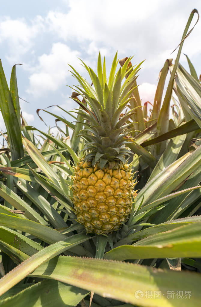 菠萝水果在种植园农场