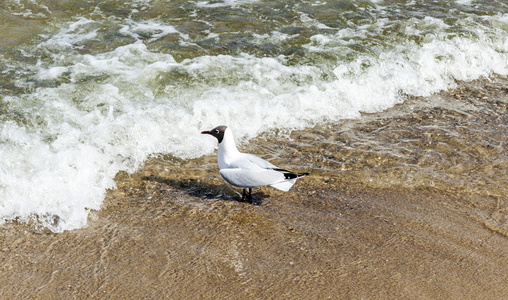 鸟在海滩
