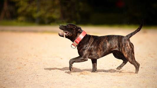 斯塔福郡斗牛犬