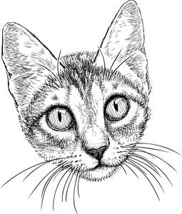 小猫肖像素描
