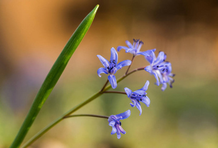 闭上美丽的春天 Scilla bifolia