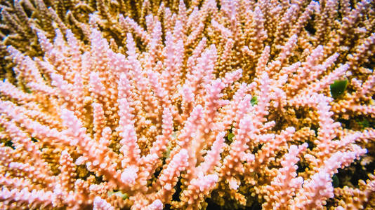 印度尼西亚 Ampat Frewen 墙上的红硬珊瑚关闭