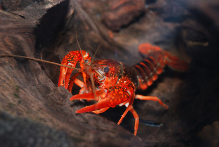 不同种类的原料虾美国多刺脸颊小龙虾在森林河新鲜原料虾原料龙虾螳螂